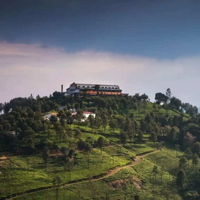 Tea Factory & Museum